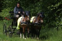 Esposita Reflex Fahrdecke, Fliegenfahrdecke, leicht und luftig